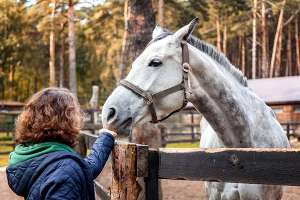 美丽的年轻女子正在用手喂马 — 图库照片