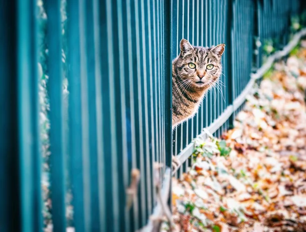 Mooie grijze kat met groene ogen in herfst park — Stockfoto