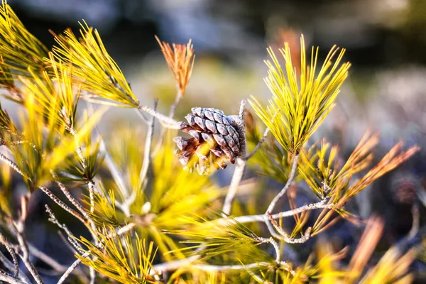 Cone de abeto no ramo, fundo natural e textura — Fotografia de Stock