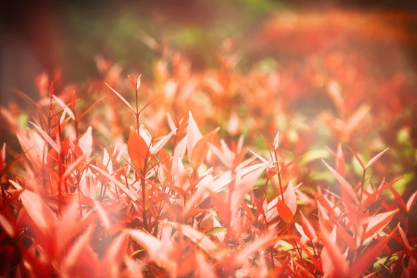 Bush aux feuilles rouge vif, un beau backgr abstrait naturel — Photo