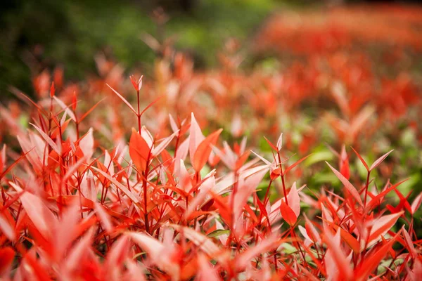 Buske med röda blad, en vacker naturlig abstrakt bakgr — Stockfoto