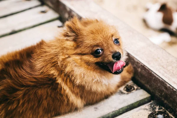 Divertente rossa Pomerania Spitz con la lingua fuori guardando dentro — Foto Stock