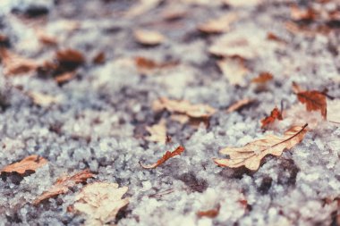 Sonbahar sarı meşe yaprağı yere karla kaplı. Doğal 