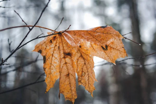 Wet autumn maple leaf on a branch, beautiful natural autumn back — Stock Photo, Image