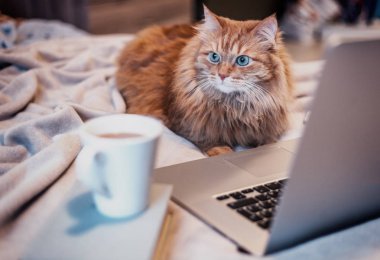 güzel kırmızı kabarık kedi ile bir dizüstü bilgisayar smartpho yatakta yatıyordu