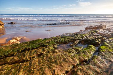 Yeşil yosun ile kaplı taş sahil Atlantic coast, Algarve, Po