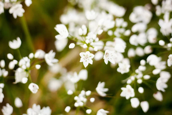 Vita små blommor i mjuka fokus, vacker blommig vår b — Stockfoto