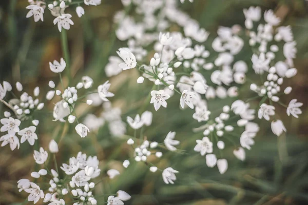 Flores silvestres pequeñas blancas en foco suave, hermosa primavera floral b — Foto de Stock