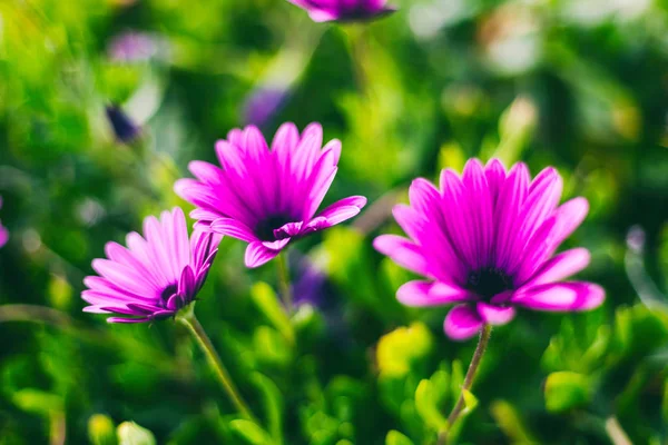 Mooie lila bloemen in soft focus ondervraagt mooie bloemen CHTERGRO — Stockfoto