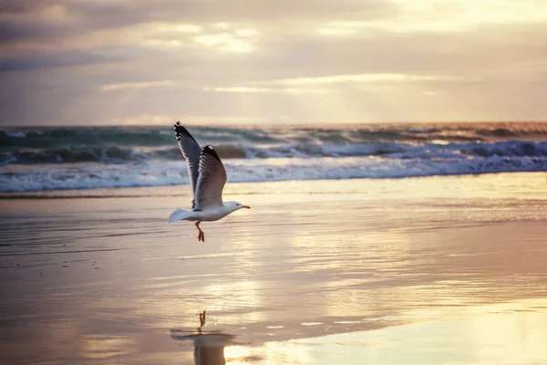 Mouette s'élève de la côte de l'océan au coucher du soleil, bel océan la — Photo