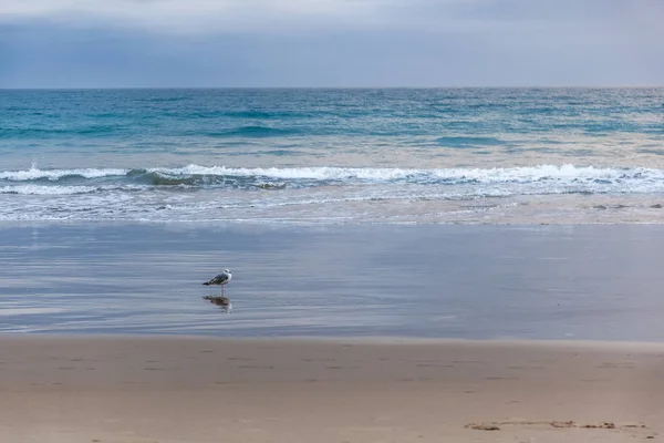 A seagull is standing on the sand on the ocean, at sunset. Beaut — Stock Photo, Image