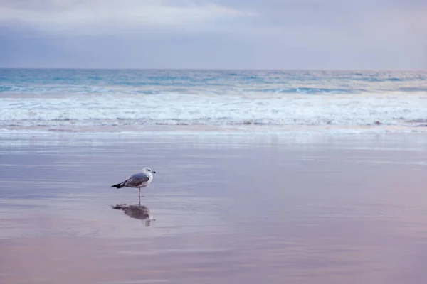 Une mouette se tient debout sur le sable de l'océan, au coucher du soleil. Beau. — Photo