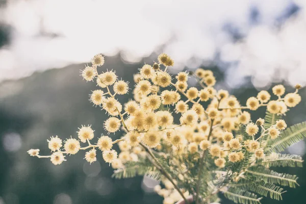 Träd av blommande mimosa, vacker vår naturliga bakgrund w — Stockfoto