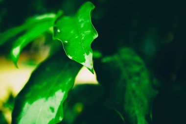 Parlak yeşil ıslak yaprak yağmur sonrası, doğal arka plan bir