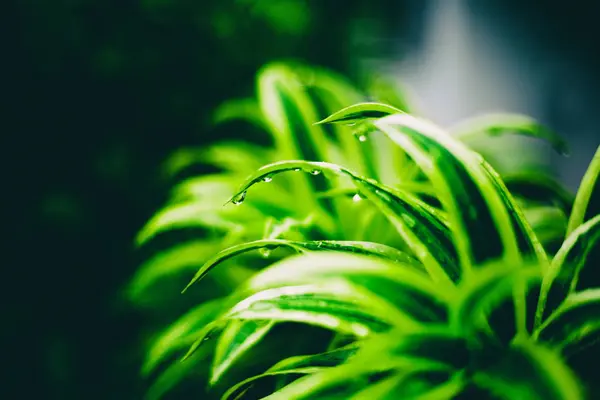 Zielona roślina z kroplami wody po deszczu, natura, ekologia, spr — Zdjęcie stockowe