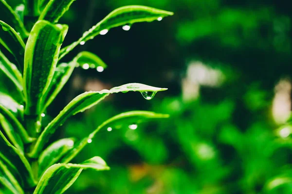 Planta verde con gotas de agua después de la lluvia, naturaleza, ecología, spr — Foto de Stock
