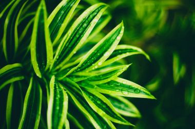 Yeşil bitki su damlaları ile yağmur, doğa, ekoloji, spr sonra