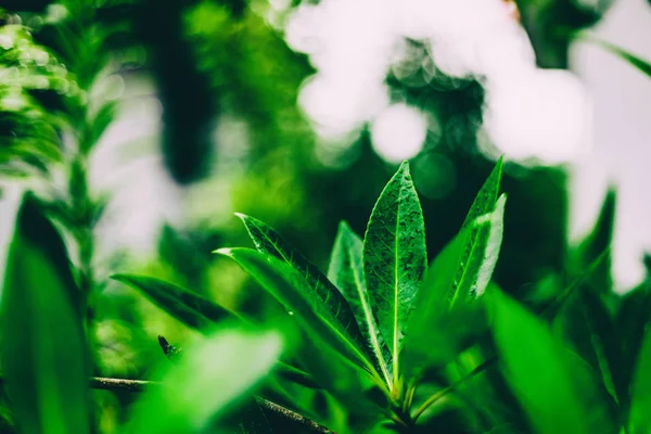 Вид на природу зеленого листа в саду летом под солнцем — стоковое фото