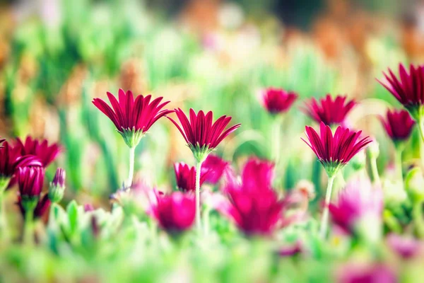 Hermosas flores lila en enfoque suave, hermoso fondo floral —  Fotos de Stock