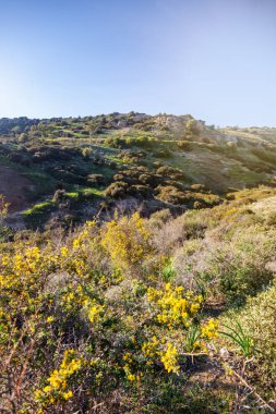 Yeşil tepeler ve güneşin güzel yaz sp sarı çiçek