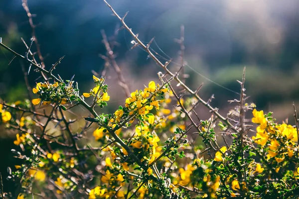 Bush s jasně žlutými květy, krásné jarní pozadí — Stock fotografie