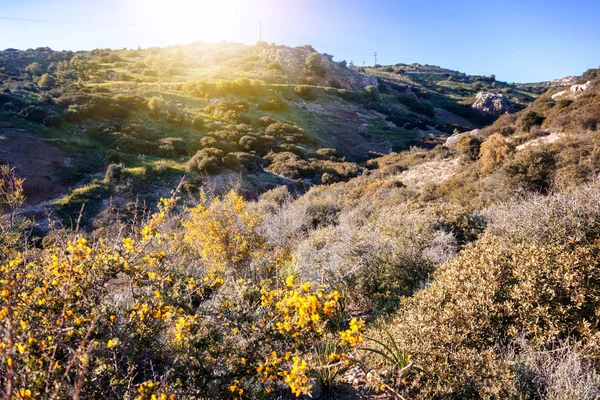 绿色的山丘和黄色的花朵在阳光下, 一个美丽的夏天 sp — 图库照片