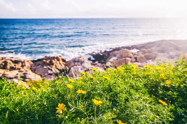 Bloeiende gele bloemen en groen gras aan de kust met zon — Stockfoto