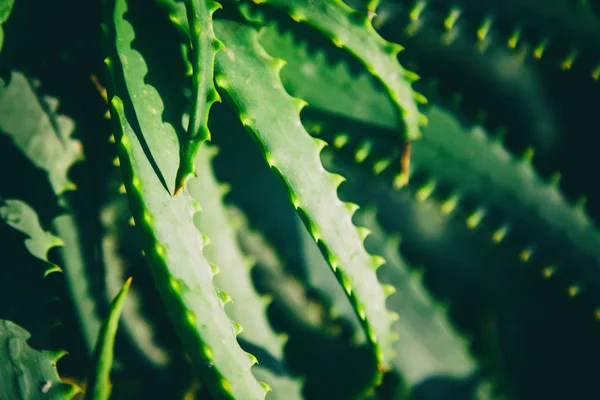 Kaktus, měkké zaměření, s retro tónování, krásné přírodní tren — Stock fotografie