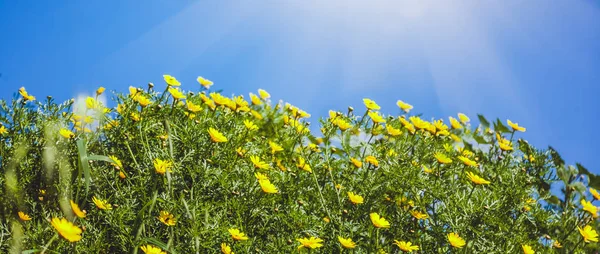 Fioritura fiori gialli ed erba verde contro il cielo blu e — Foto Stock