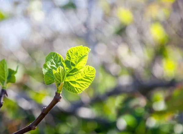 Hojas jóvenes verdes frescas en una rama de árbol a la luz del sol, hermosa — Foto de Stock