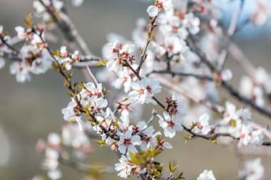 Güzel doğal çiçek arka plan ve doku, çiçekli almon
