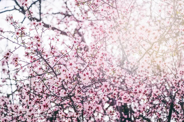 Fundo natural bonito e textura, amêndoa rosa florescente — Fotografia de Stock