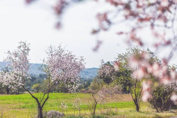 Bloeiende amandelbomen in de bergen, prachtige lente landsc — Stockfoto