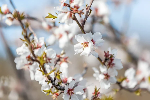 Bellissimo sfondo floreale naturale e texture, mandorlo fiorito — Foto Stock