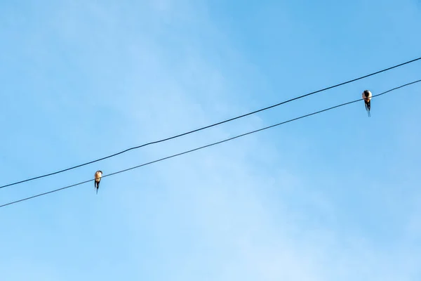 Dwa ptaki siedzą na linie energetyczne na tle błękitnego nieba — Zdjęcie stockowe