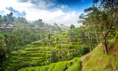 Güzel tropikal peyzaj, avuç içi, pirinç tarlaları ve mavi gökyüzü. T
