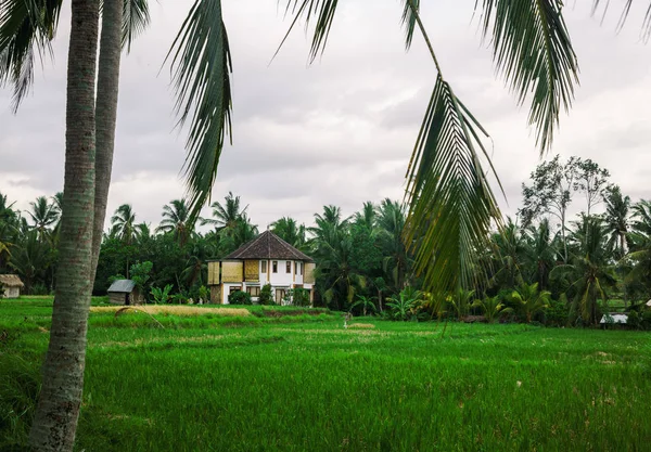 Fehér ház, a rizsföldek, utazni, Bali, Indonézia — Stock Fotó