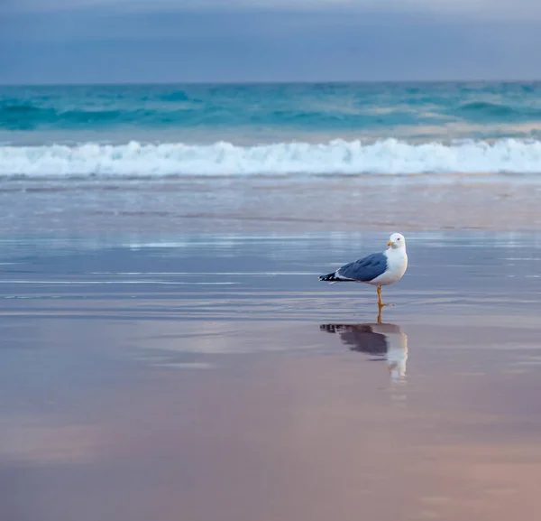 A seagull is standing on the sand on the ocean, at sunset. Beaut — Stock Photo, Image