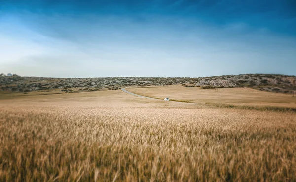 Beau paysage, champ avec épillets et route — Photo