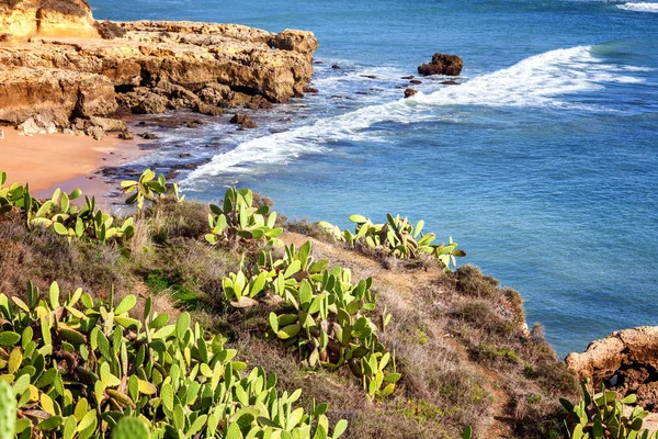 Vackra kusten av havet, Algarve, Portugal. Kaktusar växer på r — Stockfoto