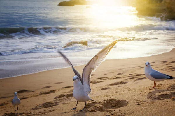 Gulls on a sandy seashore at sunset in the sun — Stock Photo, Image