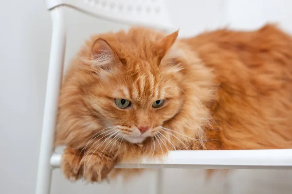 Портрет пушистой красной кошки с зелеными глазами, сидящей на стуле — стоковое фото