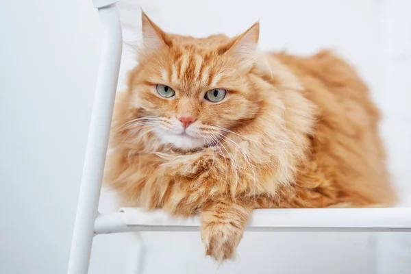 Portrait d'un chat rouge moelleux aux yeux verts assis sur une chaise — Photo