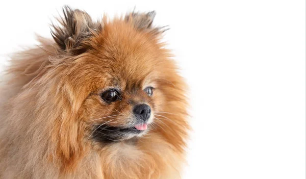 Söt söt lilla Pomeranian Pomeranian isolerad på vit backgro — Stockfoto