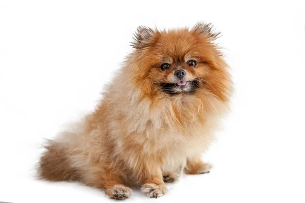 Lindo lindo poco pomerania pomerania aislado en blanco backgro — Foto de Stock