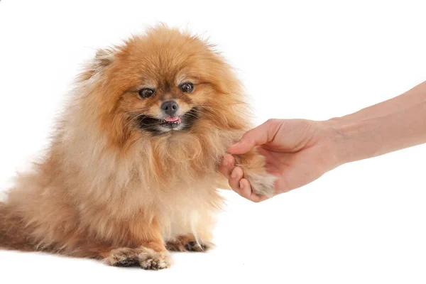 Hermoso perro lindo Pomeranian perro, el propietario sostiene el perro por th —  Fotos de Stock