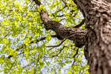 Bir ağaç, doğal arka plan ve metin taze genç bahar yeşillikleri