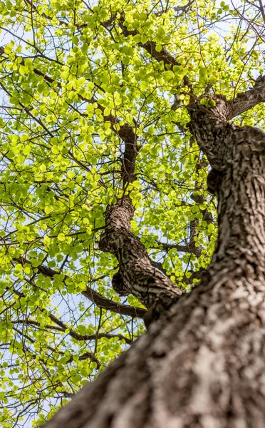 Jeunes verts printaniers frais sur un arbre, fond naturel et texte — Photo