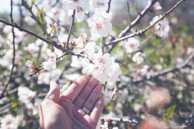 Çiçek açan badem, bir re ile bir görüntü insan bir kadın eli dokunur