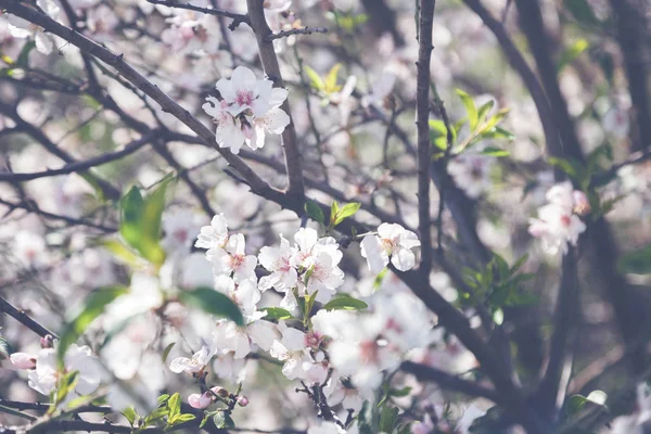 Amêndoas florescentes, imagem com um tom retro, belo f natural — Fotografia de Stock